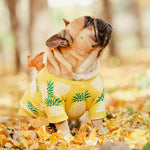 Pineapple Pup Frenchie Sweater