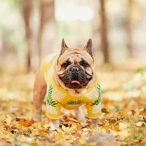 Pineapple Pup Frenchie Sweater