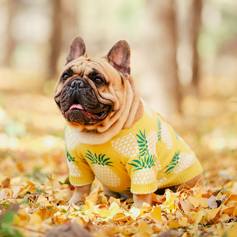 Pineapple dog outlet sweater