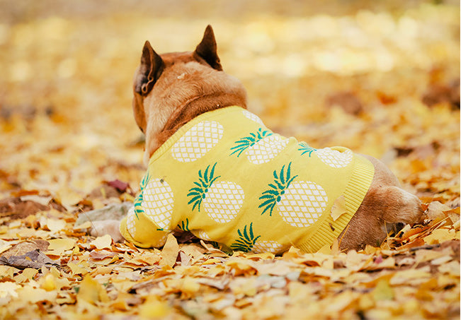 Pineapple shop dog sweater