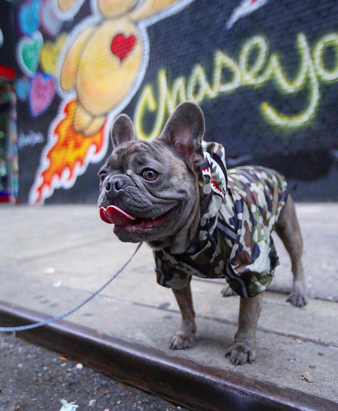 Camo Canine French Bulldog Jacket