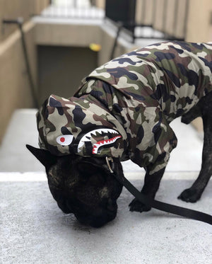 Camo Canine French Bulldog Jacket