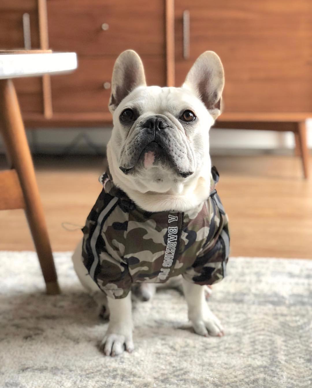 Camo Canine French Bulldog Jacket