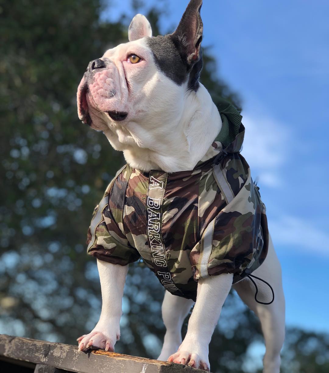 Camo Canine French Bulldog Jacket