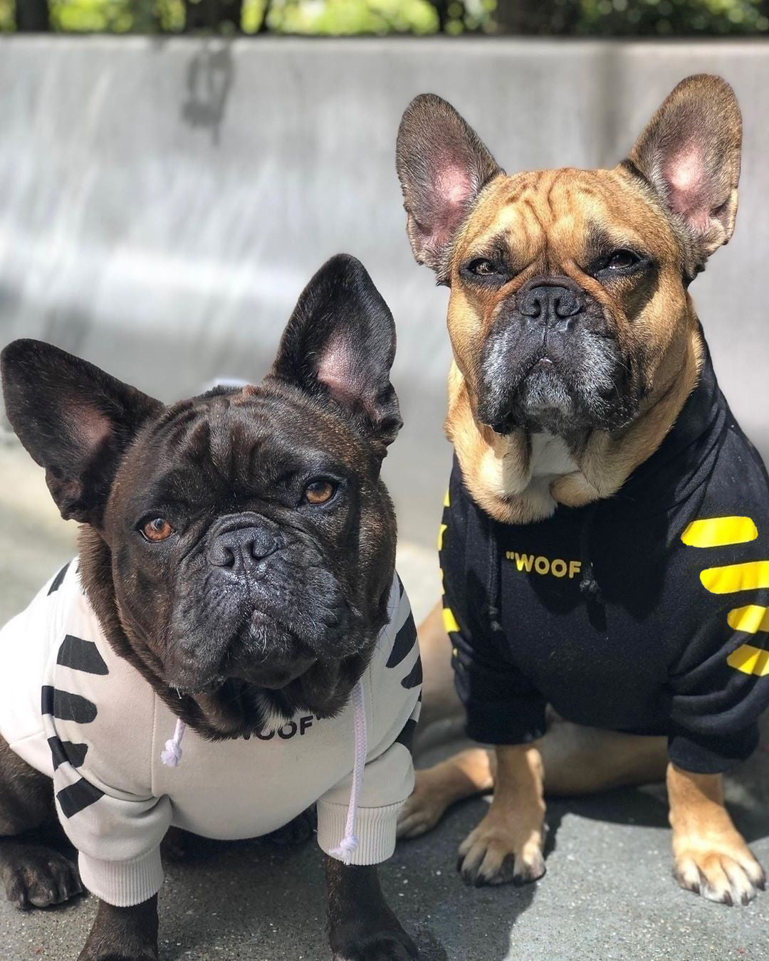 Adidas cheap frenchie hoodie