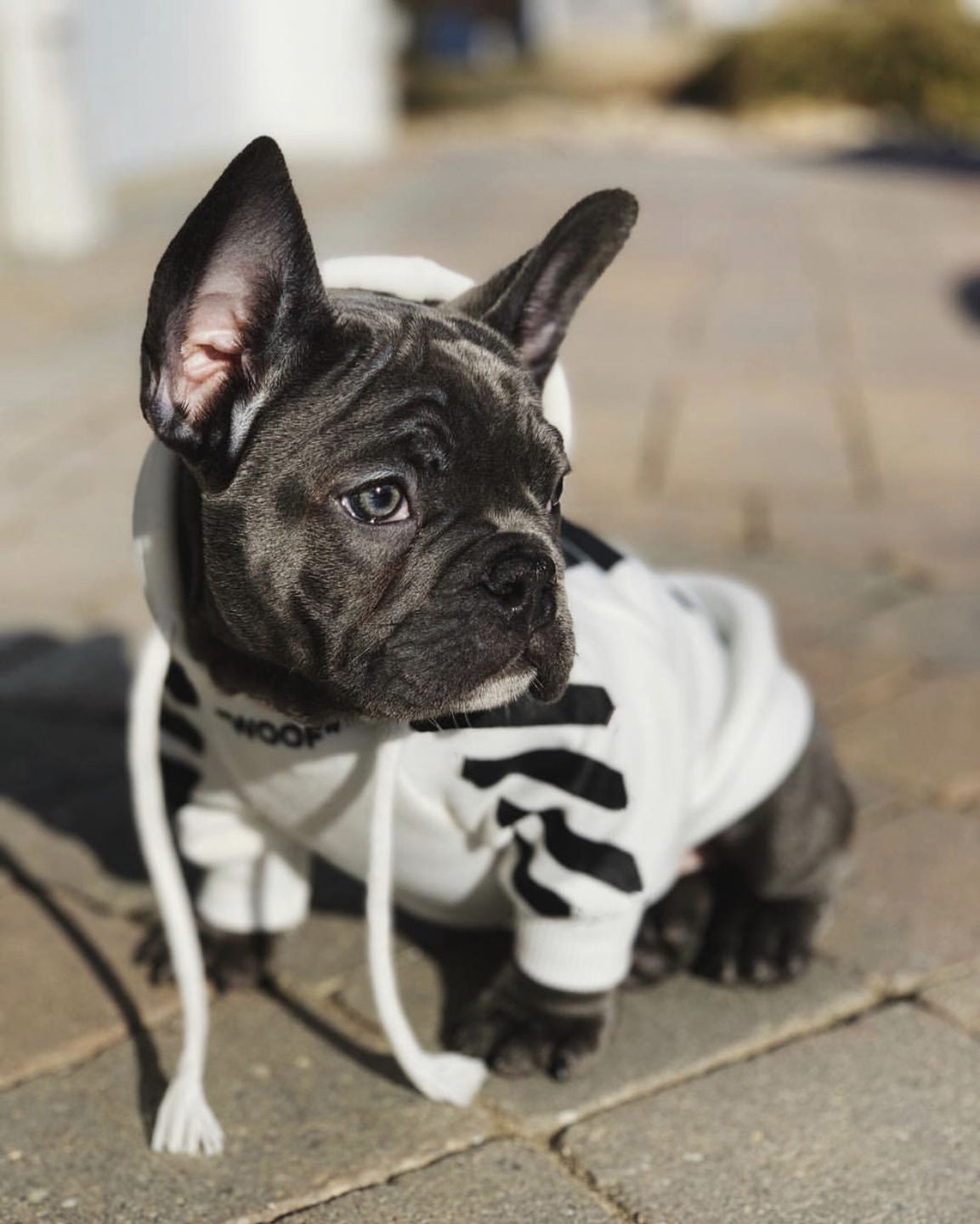 Woof Wear Drawstring Frenchie Hoodie