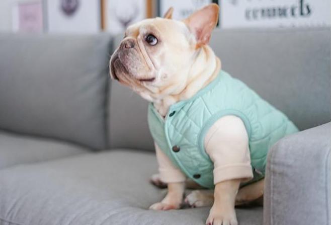 Frenchie Puffer Vest