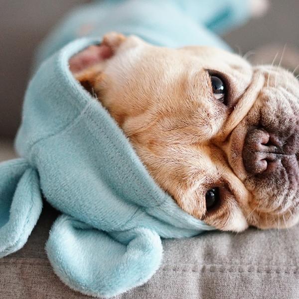 Frenchie blanket outlet hoodie