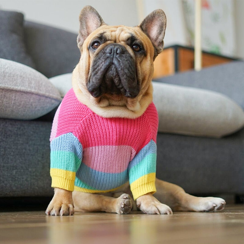 Sweater for outlet french bulldog