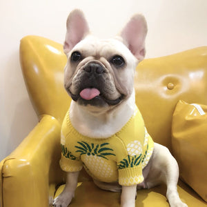 Frenchie 2024 sweater h&m